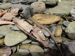 Takydromus viridipunctatus