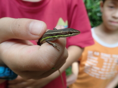 Takydromus viridipunctatus