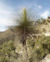 Dasylirion longissimum
