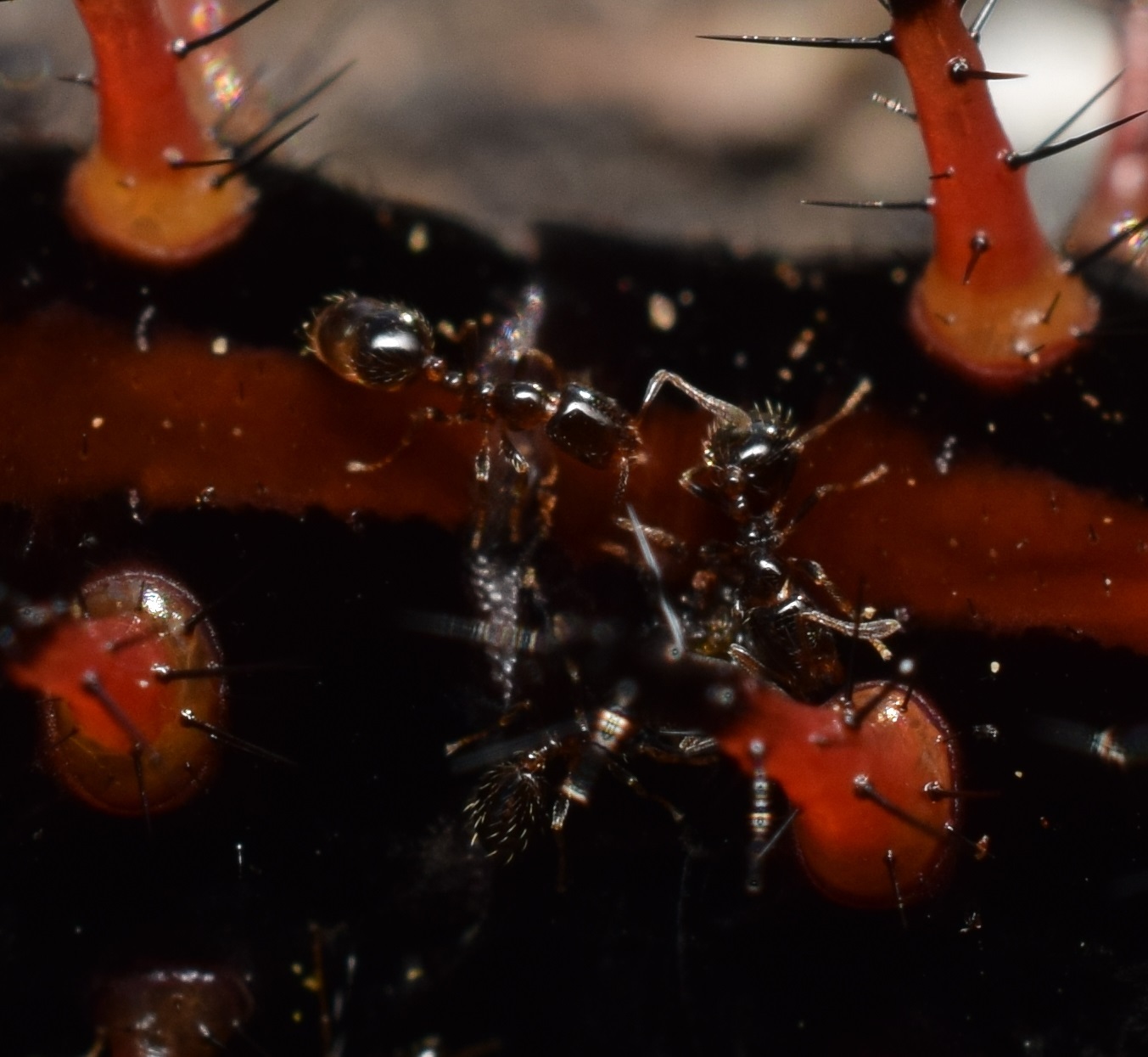 Monomorium chinense
