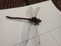 Polycanthagyna erythromelas