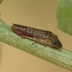Homalodisca liturata