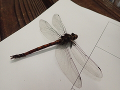 Polycanthagyna erythromelas