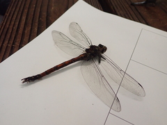 Polycanthagyna erythromelas