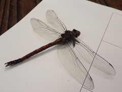 Polycanthagyna erythromelas