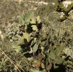 Berberis albicans