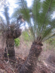Dioon holmgrenii