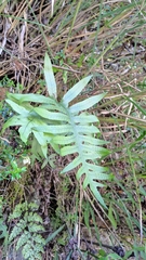 Selliguea echinospora