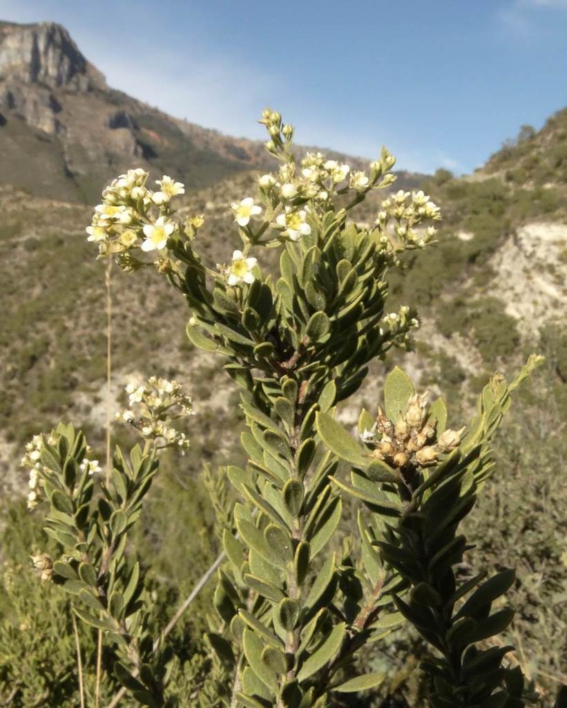 Mortonia latisepala
