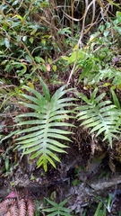 Selliguea echinospora