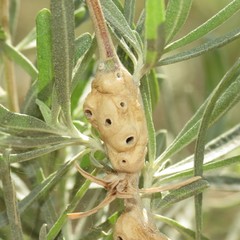 Asphondylia atriplicis