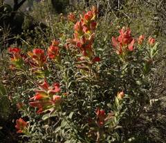 Castilleja auriculata