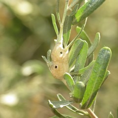 Asphondylia atriplicis
