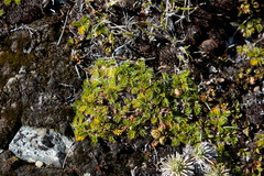 Anisotome imbricata prostrata