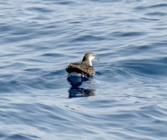 Puffinus persicus