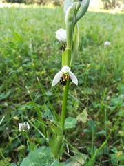 Ophrys apifera