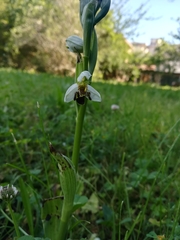 Ophrys apifera