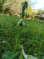 Ophrys apifera