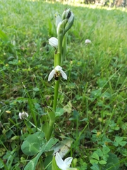 Ophrys apifera