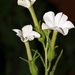 Nicotiana cavicola - Photo (c) robert davis,  זכויות יוצרים חלקיות (CC BY-NC), הועלה על ידי robert davis