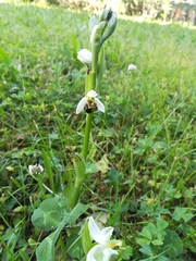 Ophrys apifera