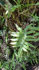 Selliguea echinospora