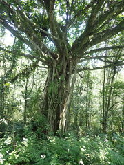 Ficus caulocarpa