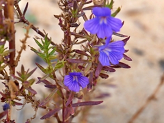 Stemodia florulenta