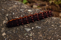 Argynnis hyperbius