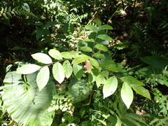 Glochidion acuminatum