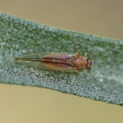 Bactericera minuta