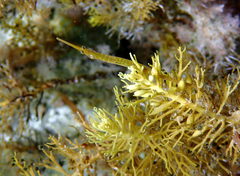 Stigmatopora nigra