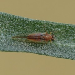 Bactericera minuta
