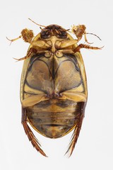Acilius canaliculatus