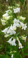 Penstemon laevigatus