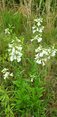 Penstemon laevigatus