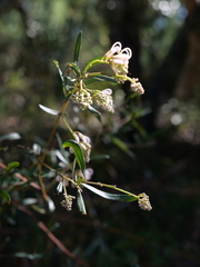 Grevillea sericea