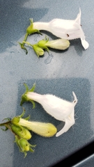 Penstemon laevigatus