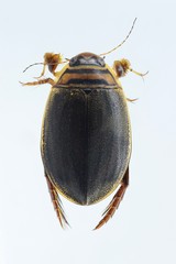 Acilius canaliculatus