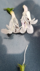 Penstemon laevigatus