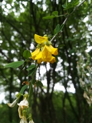 Laburnum anagyroides
