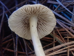 Inocybe eutheles