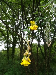 Laburnum anagyroides