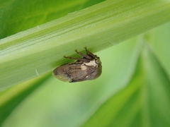 Centrotus
