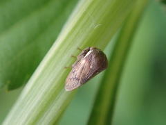 Centrotus