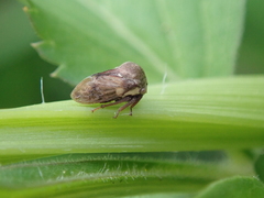 Centrotus