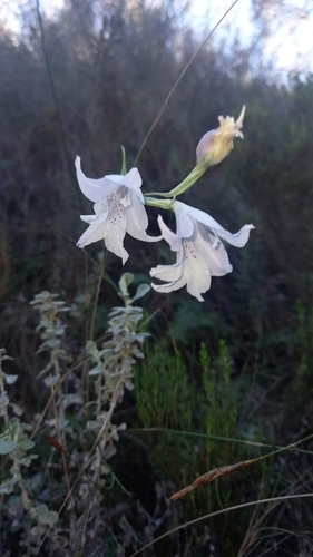 Image of Gladiolus vaginatus by (c) kevin koen, some rights reserved (CC BY-SA)
