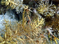 Stigmatopora nigra