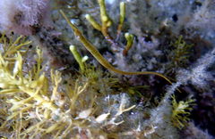 Stigmatopora nigra