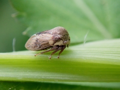 Centrotus